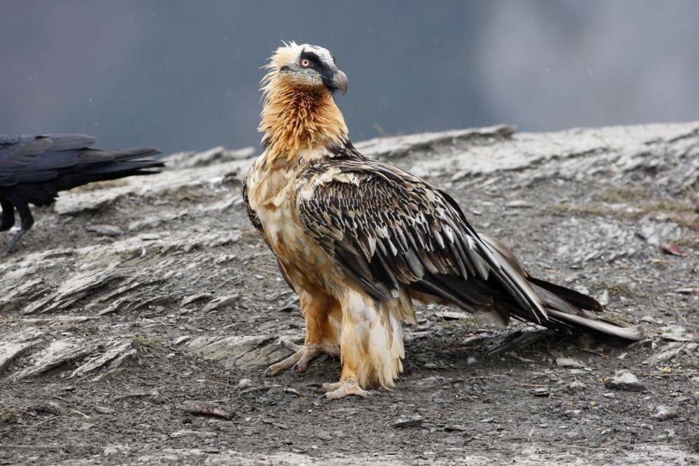 Burung Paling Berbahaya Di Dunia Ada Yang Pernah Kamu Temui