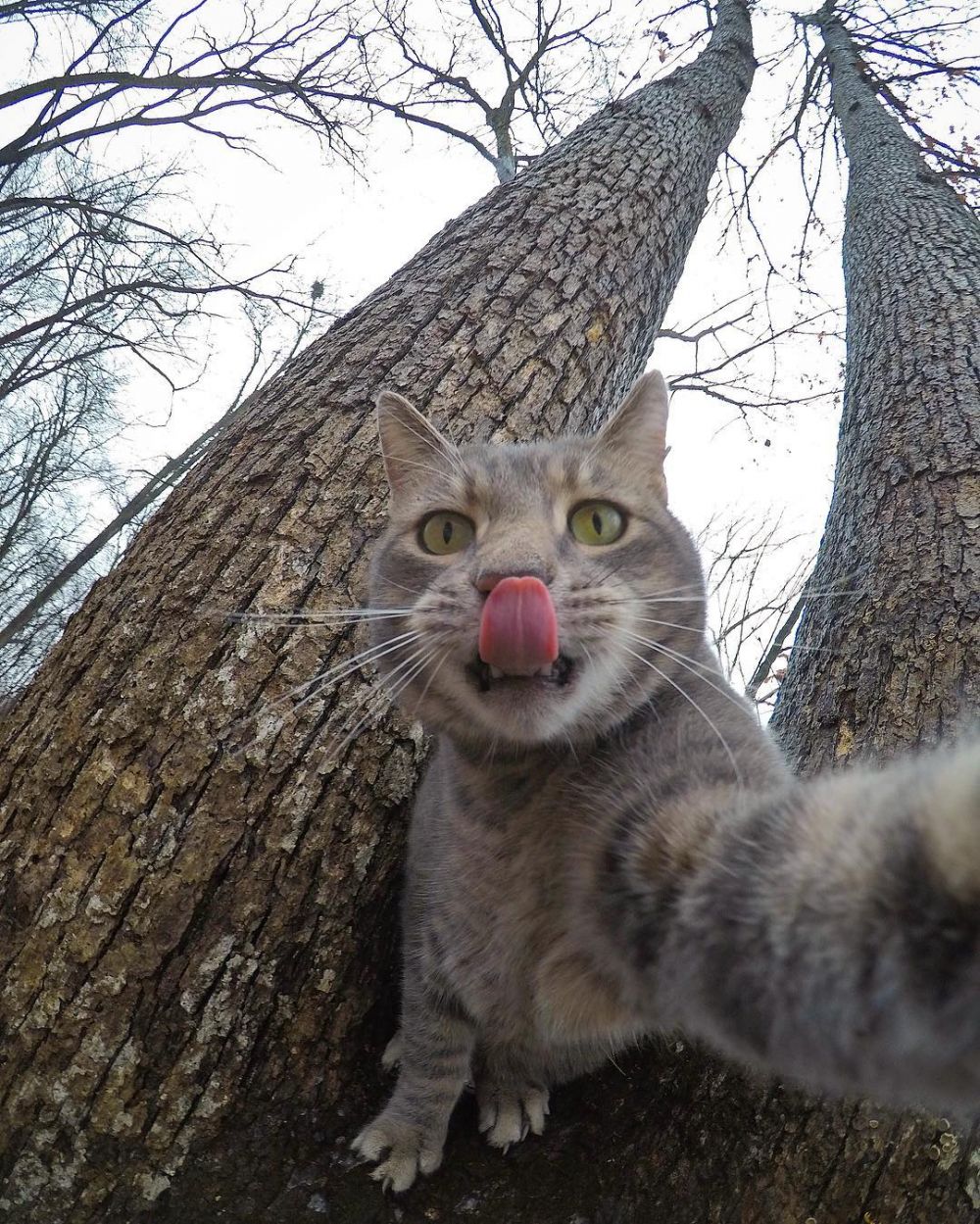 Мем кот фоткается с собаками