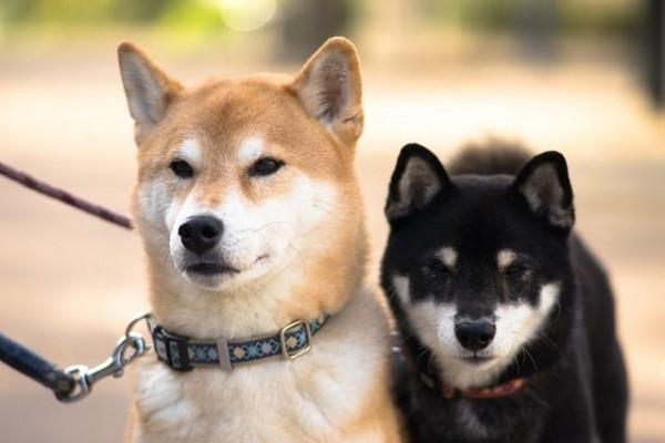 Fakta Unik Shiba Inu Anjing Asli Jepang Yang Sangat Populer