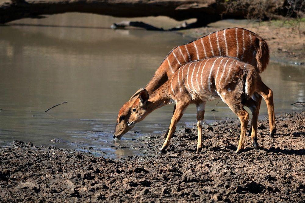 5 Spesies Hewan Dengan Perilaku Adaptasi Ekstrem Apa Saja