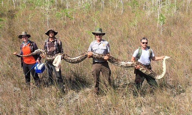 7 Fakta Unik Pulau Ular Jangan Pernah Nekat Pergi Ke Sana