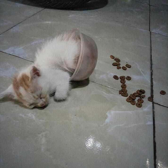 10 Tingkah Kucing Saat Makan Nyeleneh Tapi Sukses Bikin Ngakak