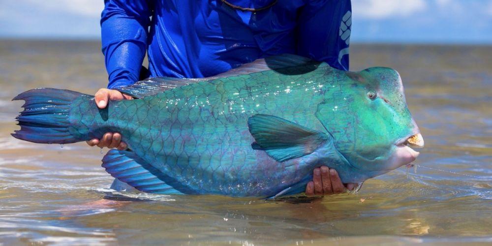 6 Ikan Yang Dapat Mengubah Jenis Kelaminnya Kok Bisa Ya