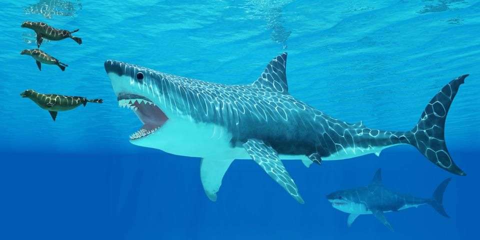 Fakta Megalodon Yang Wajib Kamu Ketahui Mengejutkan