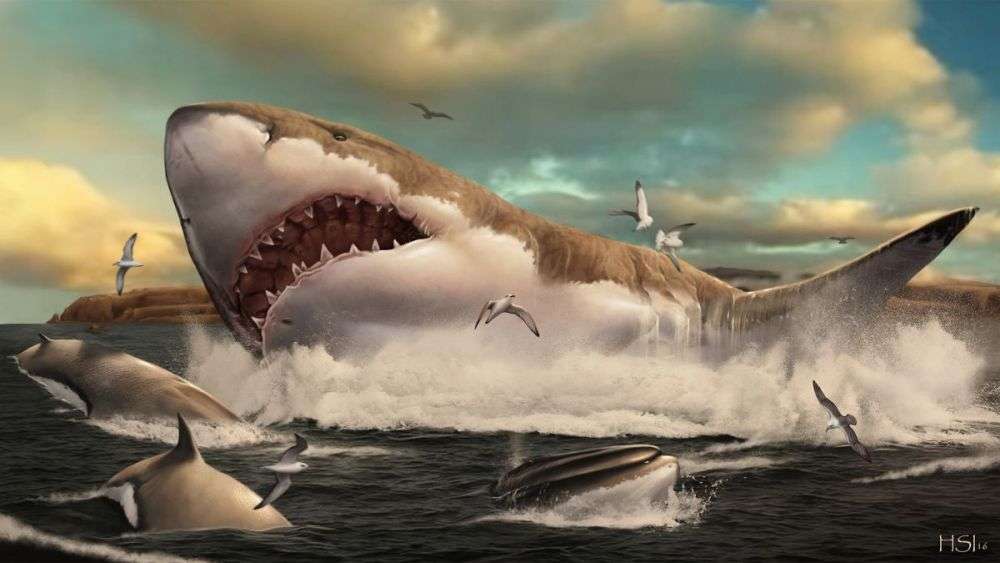 Fakta Megalodon Yang Wajib Kamu Ketahui Mengejutkan