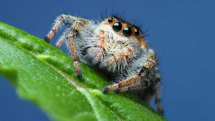 Unique Facts Of Jumping Spiders Spiders Who Are Adept At Jumping