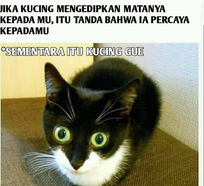 Meme Kucing Yang Kocak Bikin Ngakak Sekaligus Gemesin