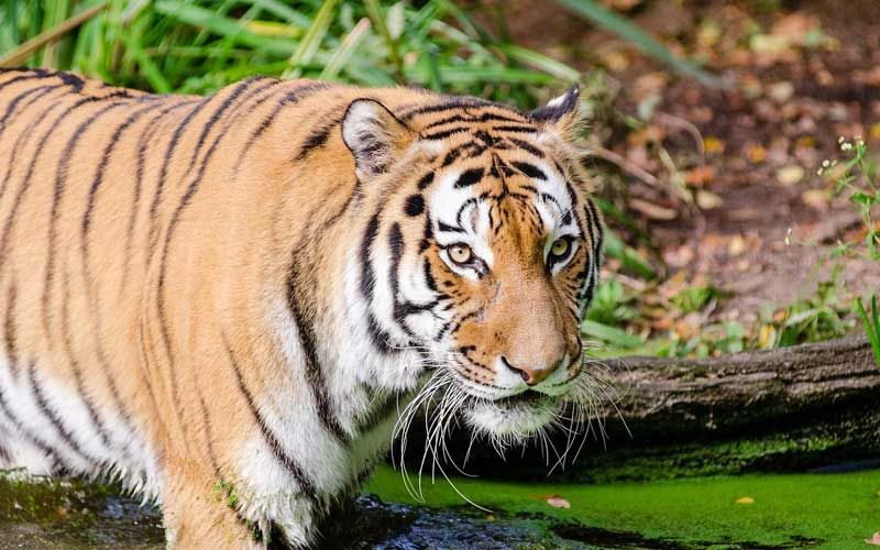 Subspesies Harimau Terlangka Di Dunia Ada Dari Indonesia