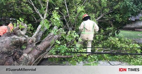 Dua Pengendara Motor Di Bojonegoro Tewas Tertimpa Pohon