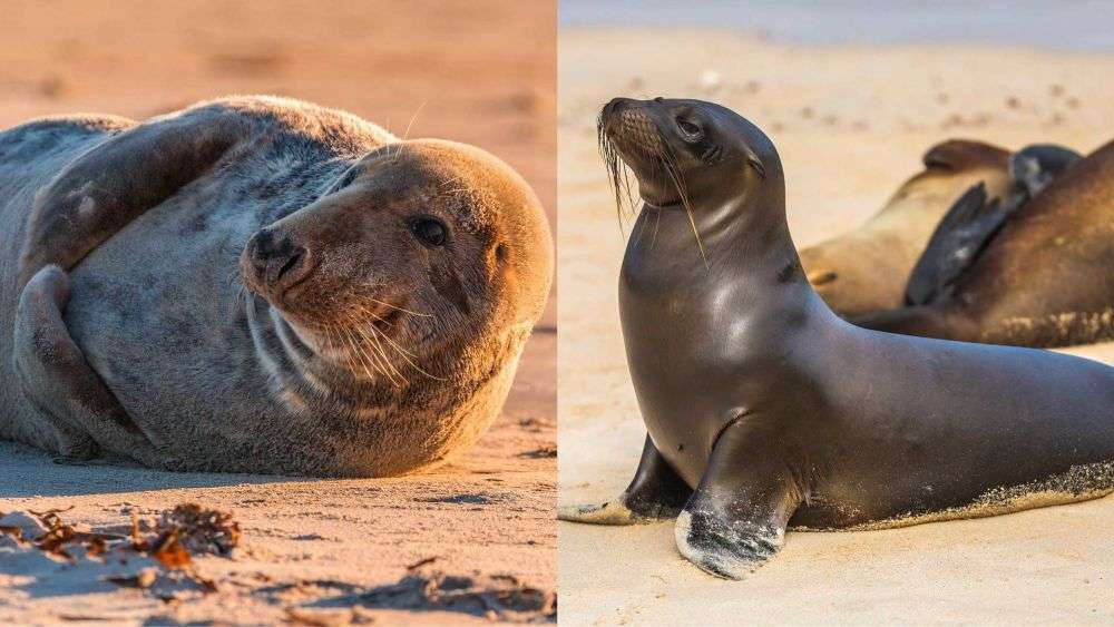 130 Bangkai Anjing Laut Ditemukan Di Pantai Kazakhstan