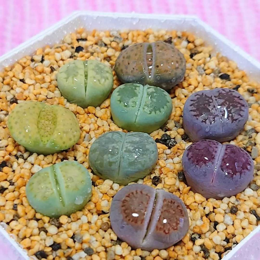 Fakta Menarik Lithops Si Batu Hidup Yang Cantik