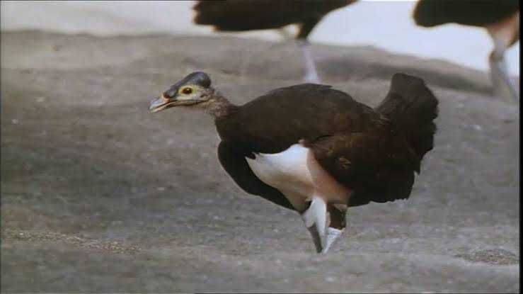 Burung Asli Indonesia Yang Menarik Perhatian Dunia