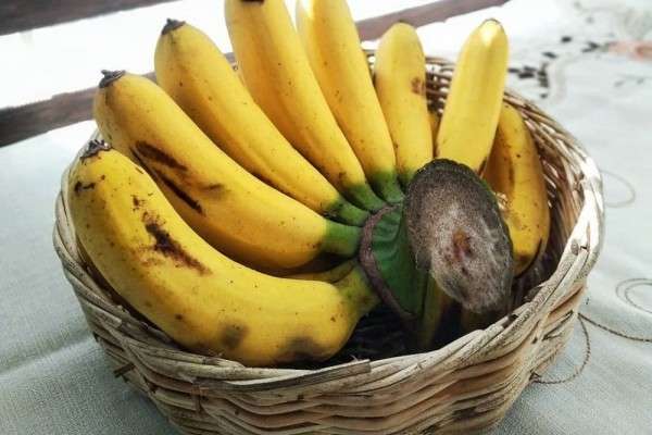 Ini Jenis Pisang Paling Populer Di Indonesia Yang Nggak Banyak Orang