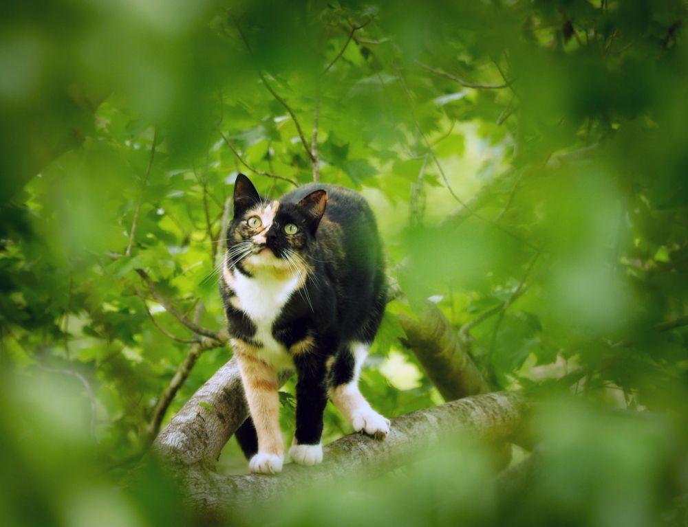 Fakta Ilmiah Kucing Belang Tiga Ternyata Cukup Langka