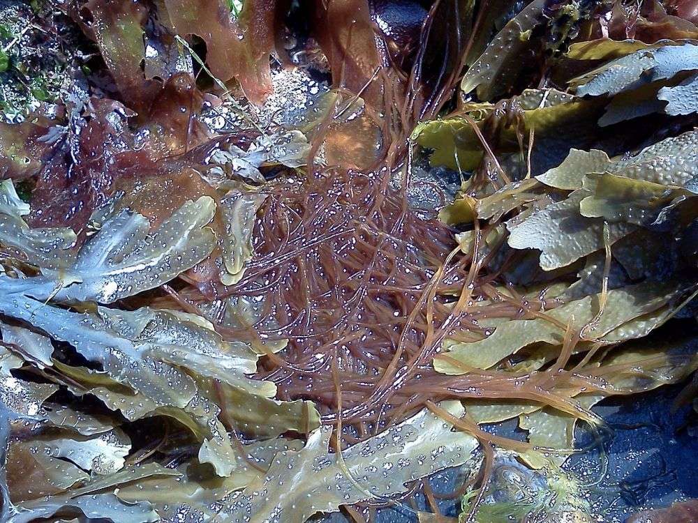 9 Cara Budidaya Rumput Laut Jadi Peluang Menguntungkan