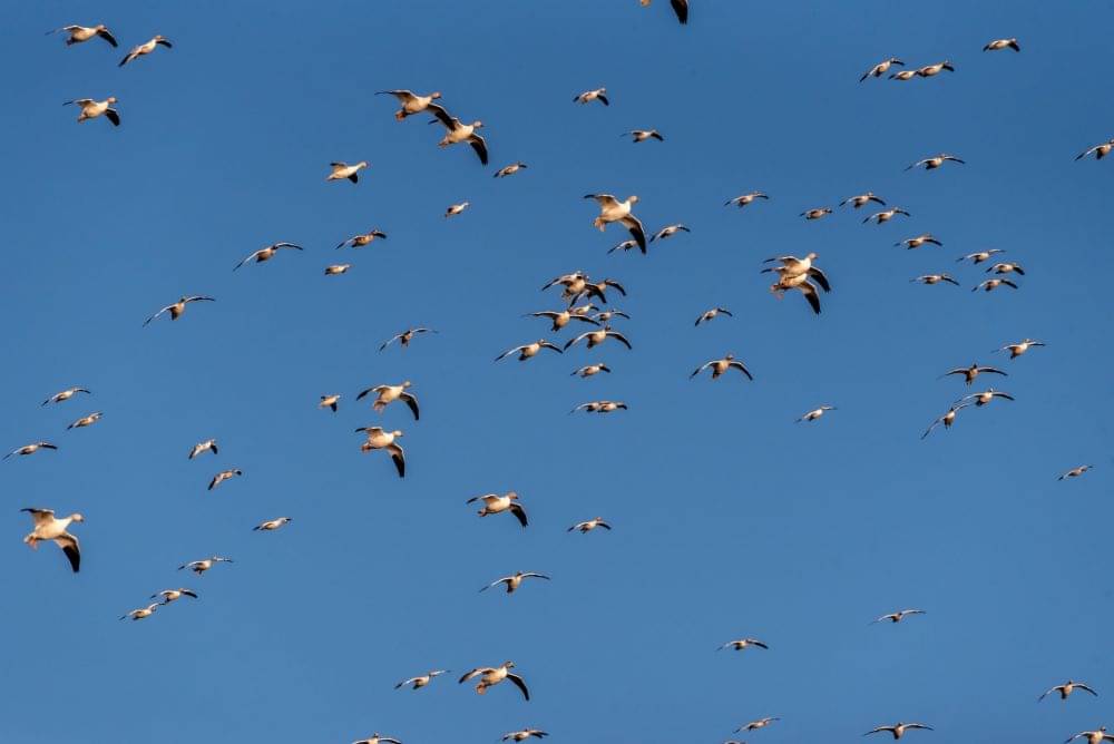 7 Fakta Migrasi Burung Terbang Ribuan Mil Tanpa Tersesat