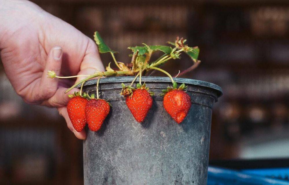 9 Tanaman Buah Yang Bisa Ditanam Dalam Pot