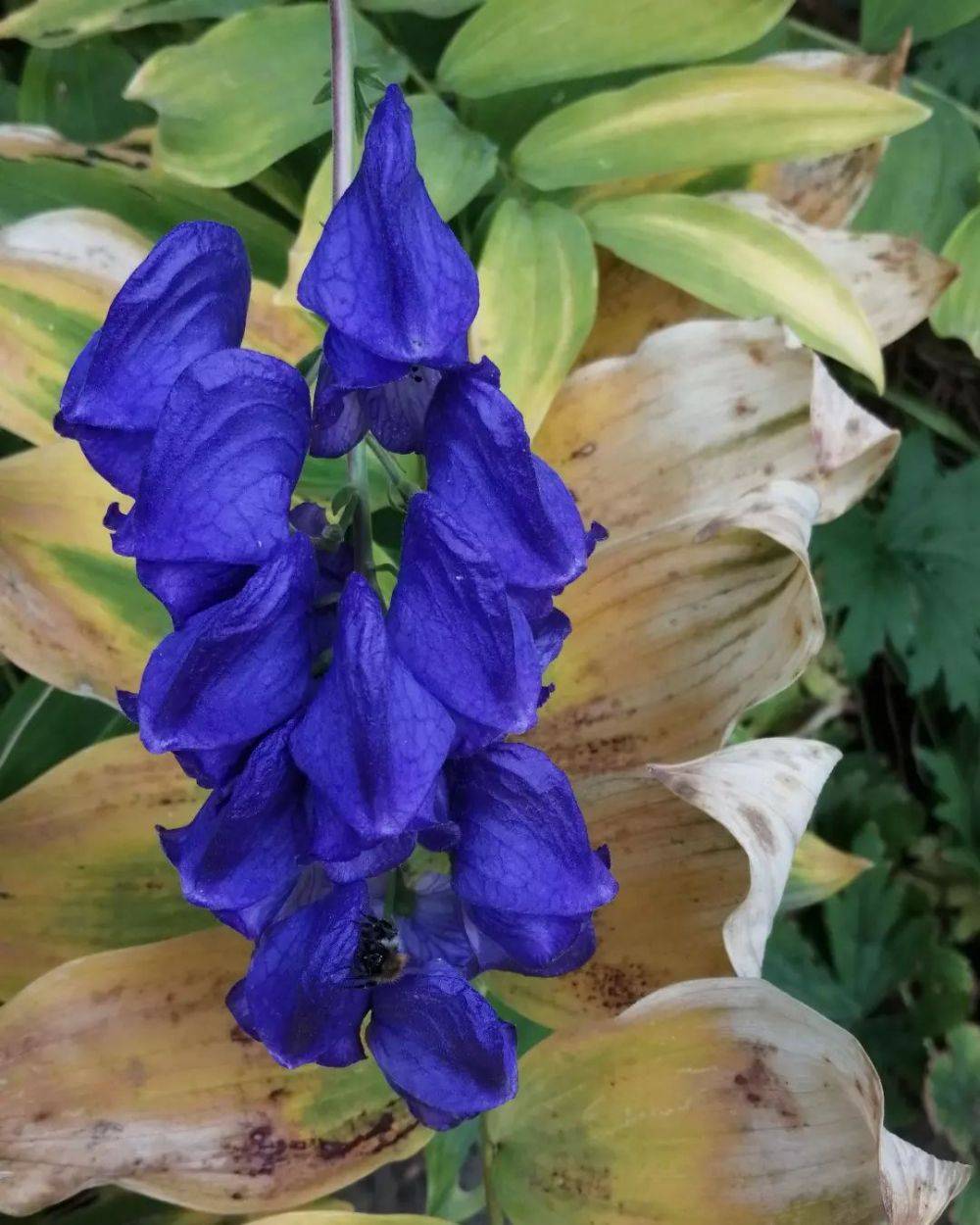 Fakta Bunga Aconitum Si Cantik Yang Berbahaya