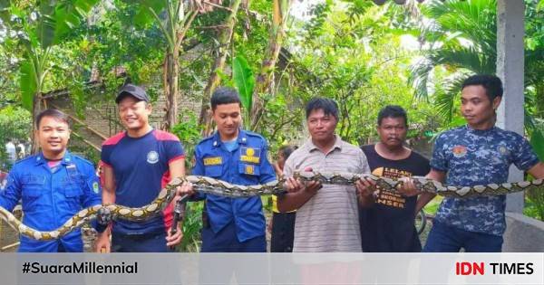 Damkar Bantul Temukan Sanca Sepanjang Meter Di Kandang