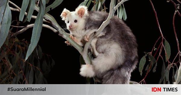 Fakta Unik Greater Glider