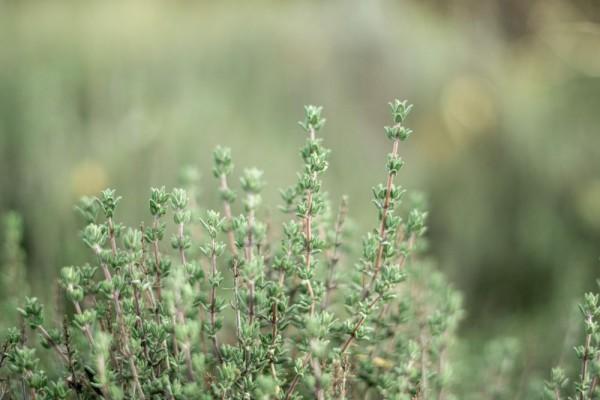 Fakta Menarik Daun Thyme Bumbu Masakan Yang Sehat