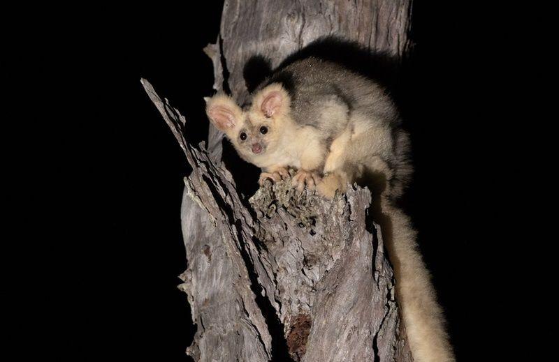 Fakta Unik Greater Glider