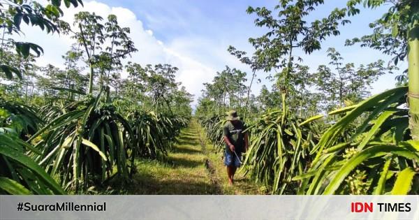 Kebun Buah Naga Petani Di Banyuwangi Ludes Dipanen Pencuri