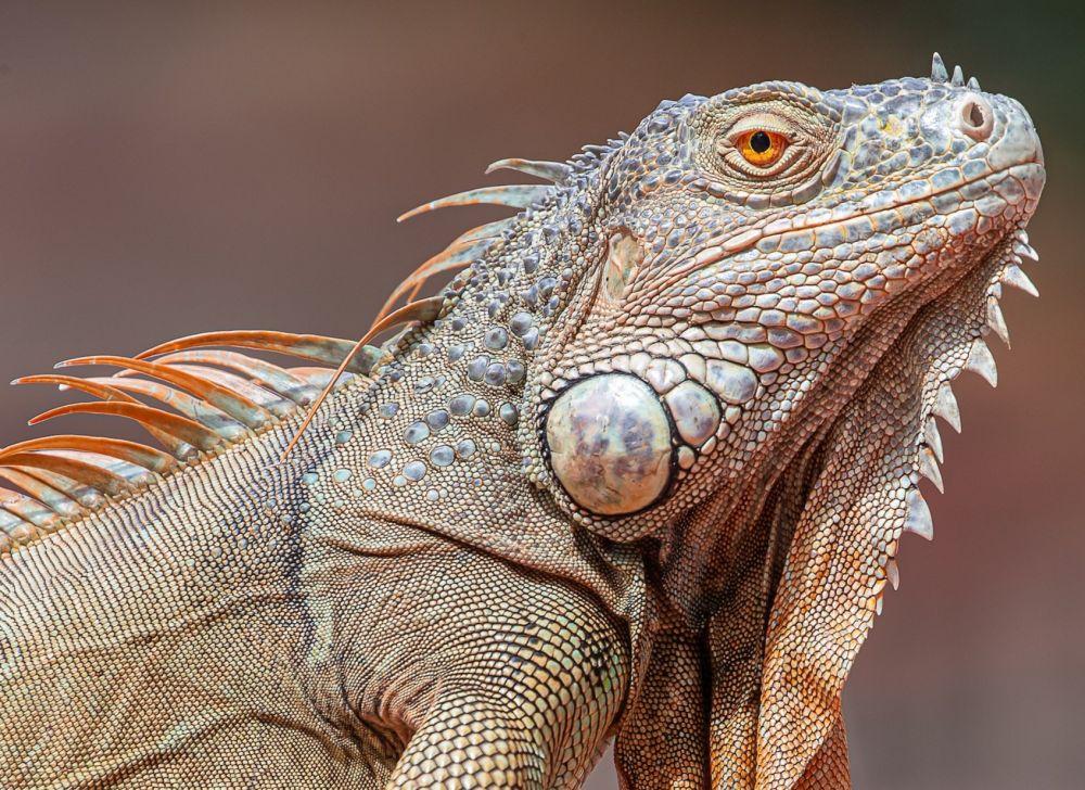 Fakta Ilmiah Tentang Iguana