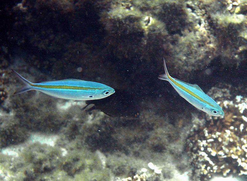 Fakta Famili Caesionidae Di Perairan Indo Pasifik Barat