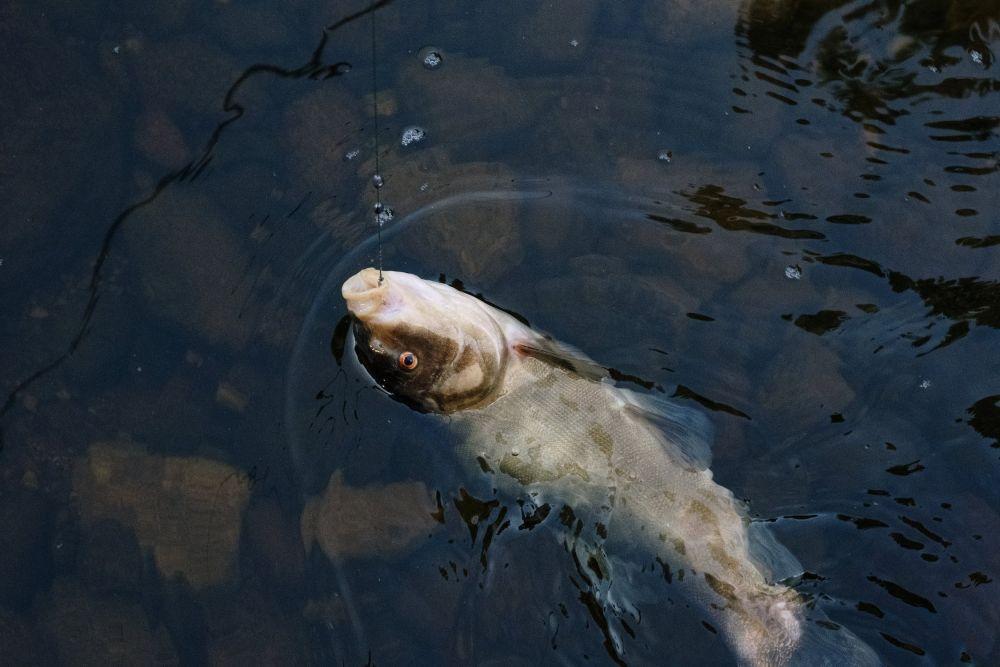 5 Fakta Famili Glaucosomatidae Hidup Di Perairan Dangkal