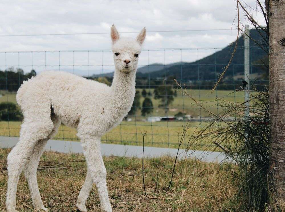 Fakta Menarik Dari Alpaka Ternyata Beda Dengan Llama