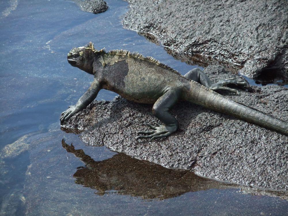 Fakta Iguana Laut Spesies Kadal Yang Punya Kemampuan Unik