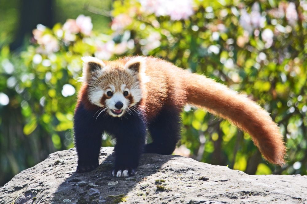 Fakta Panda Merah Hewan Langka Yang Menggemaskan