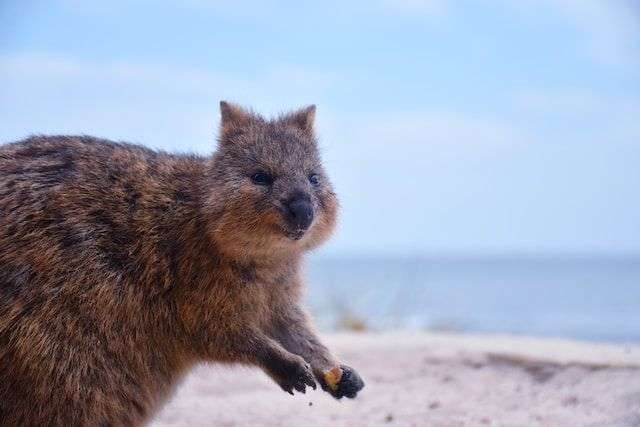 Fakta Unik Quokka Dijuluki Hewan Paling Bahagia Di Dunia