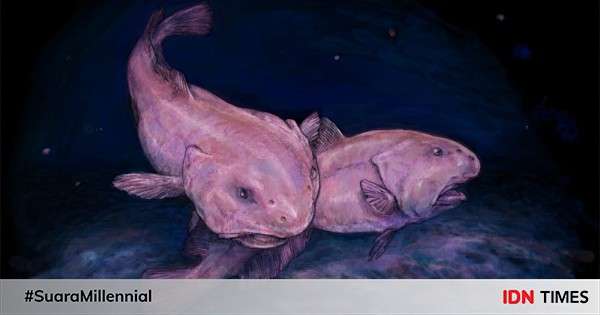 Fakta Unik Blobfish Pernah Dinobatkan Hewan Terjelek Dunia