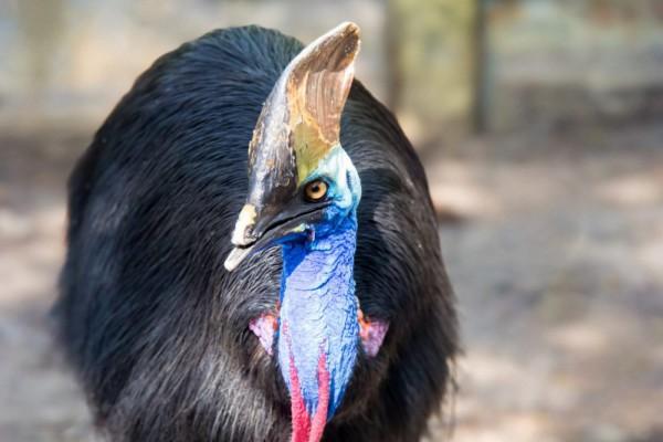 Fakta Menakjubkan Kasuari Burung Paling Mematikan Di Duni