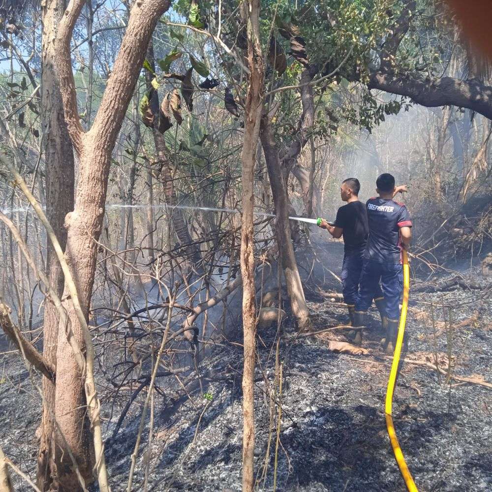 Hektare Lahan Hutan Jati Di Giriloyo Bantul Terbakar