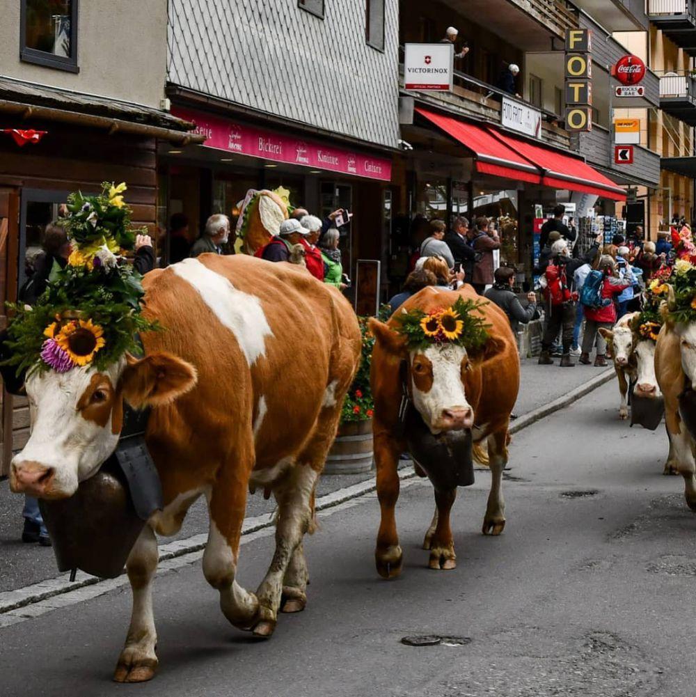 Aktivitas Seru Yang Bisa Dilakukan Di Desa Wengen Swiss