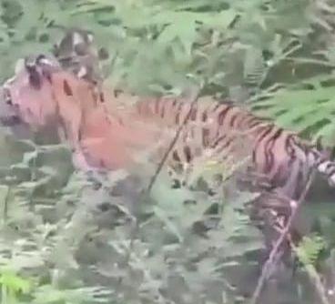 Viral Video Harimau Jawa Turun Gunung Lawu Ngawi