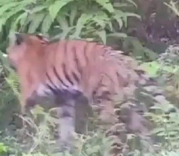 Viral Video Harimau Jawa Turun Gunung Lawu Ngawi