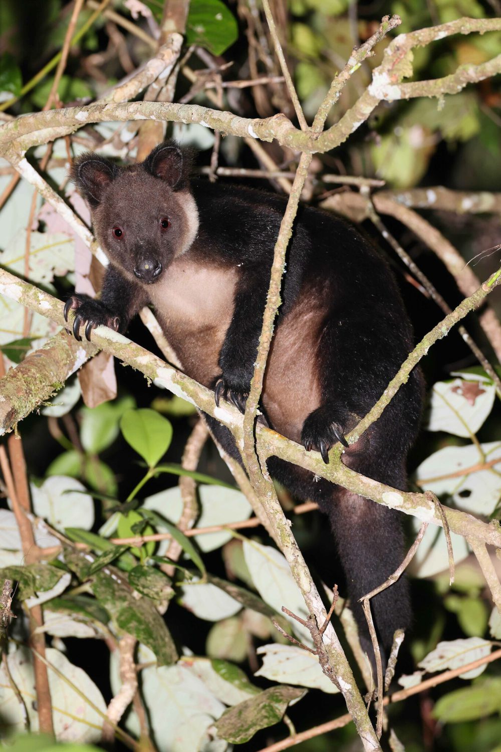 Spesies Kanguru Pohon Endemik Indonesia Yang Dilindungi