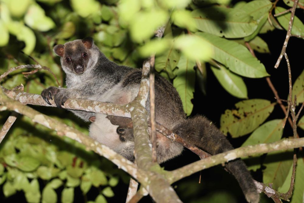 Spesies Kanguru Pohon Endemik Indonesia Yang Dilindungi