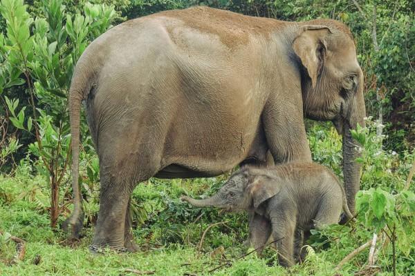 7 Fakta Unik Gajah Sumatra Pemakan Besar