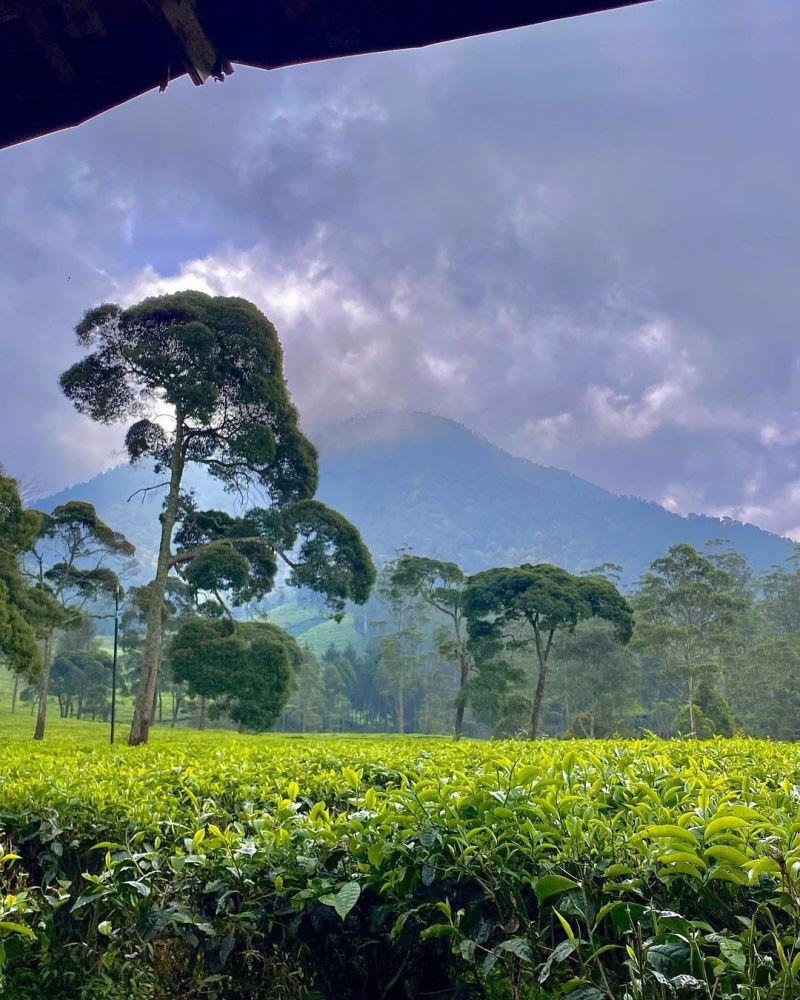 Wisata Kebun Teh Di Bogor