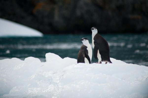 Jenis Penguin Yang Hidup Di Antartika Bertahan Di Suhu Ek