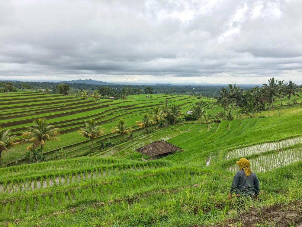 Tiket Masuk Sawah Terasering Jatiluwih Segar Banget