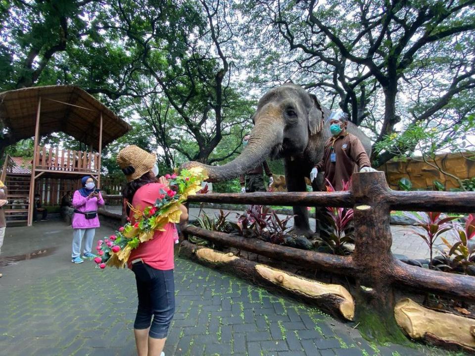 Cara Beli Tiket Masuk Kebun Binatang Surabaya