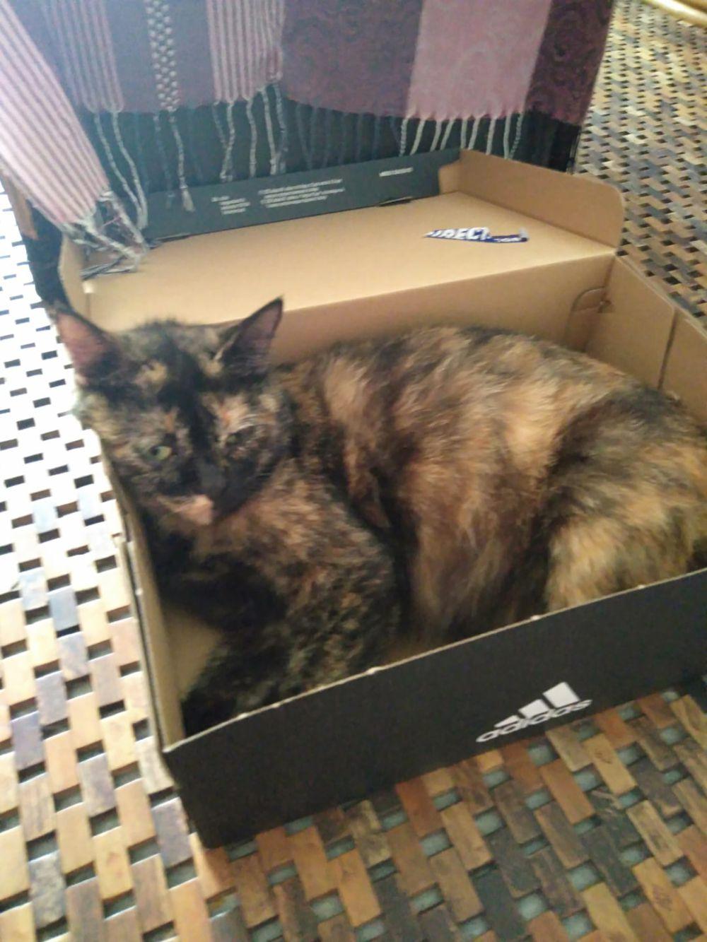 Tingkah Lucu Kucing Nongkrong Di Kardus Sepatu