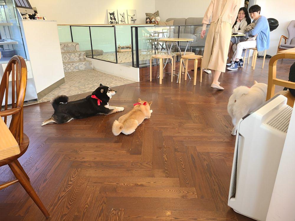 Pet Cafe Yang Populer Di Seoul Korea Selatan