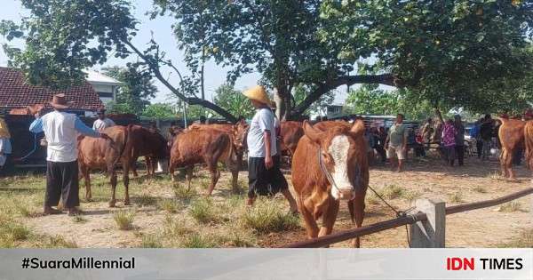 Permintaan Hewan Kurban Di Madiun Meningkat Jelang Iduladha